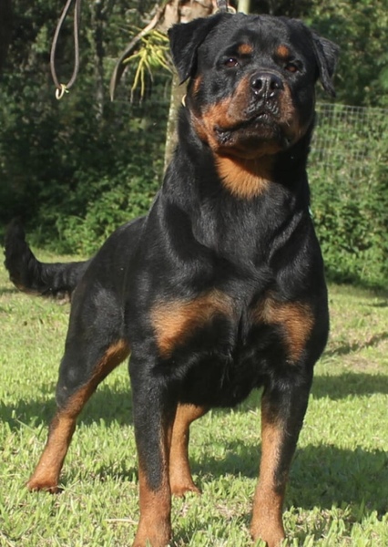 Rottweiler photo