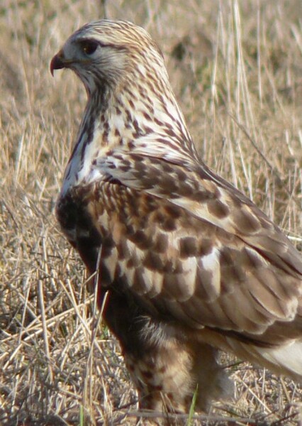 Rough-Legged Buzzard