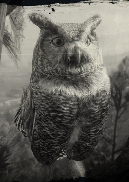 royal owl photo