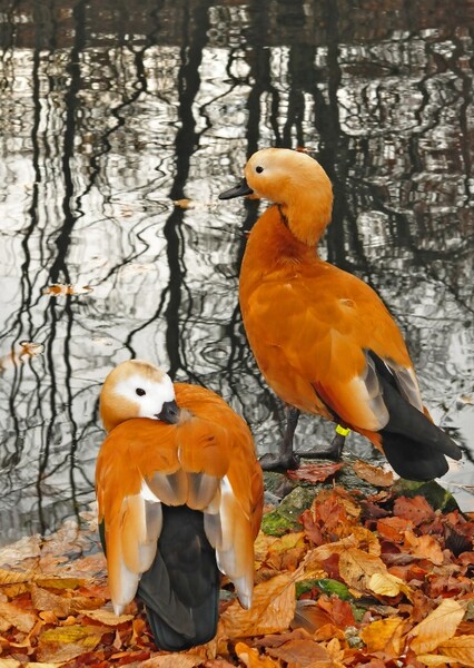 Ruddy Shelduck