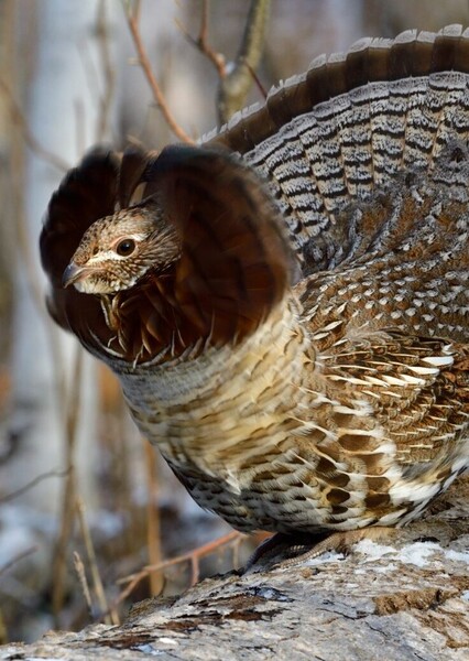 Ruffed Grouse