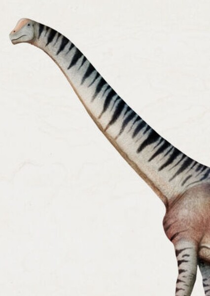 Rugocaudia