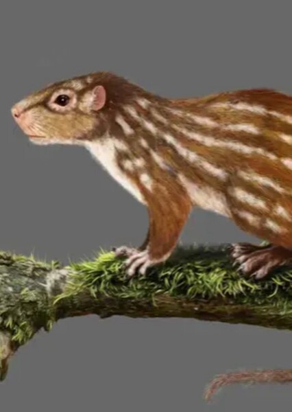 Rugosodon