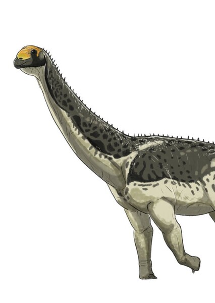 Ruixinia Zhangi