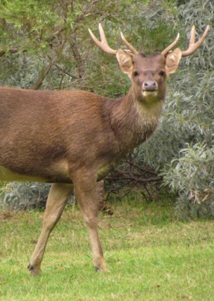 Rusa Deer