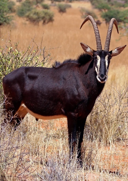 Sable Antelope