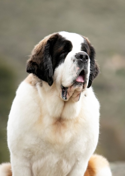 Saint. Bernard photo