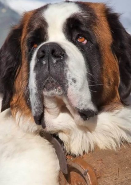 Saint. Bernard photo