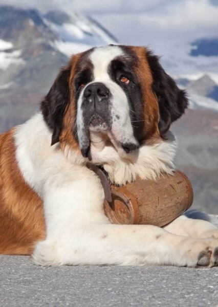 Saint Bernard (Dog) photo
