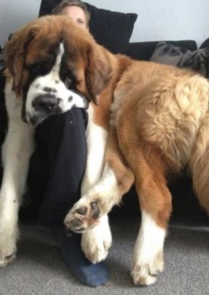 Saint Bernard (Dog) photo