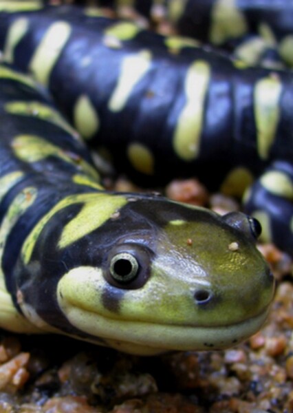 Salamander