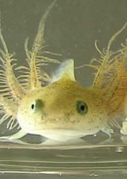 Salamander photo