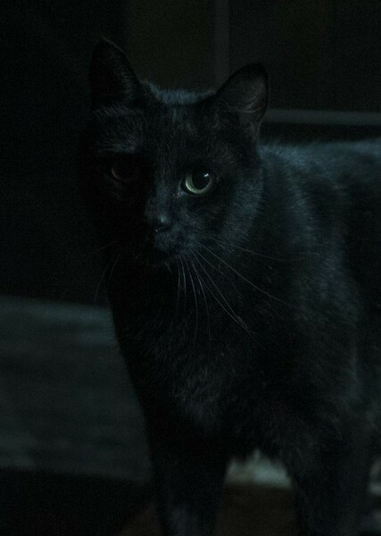 Salem Saberhagen photo