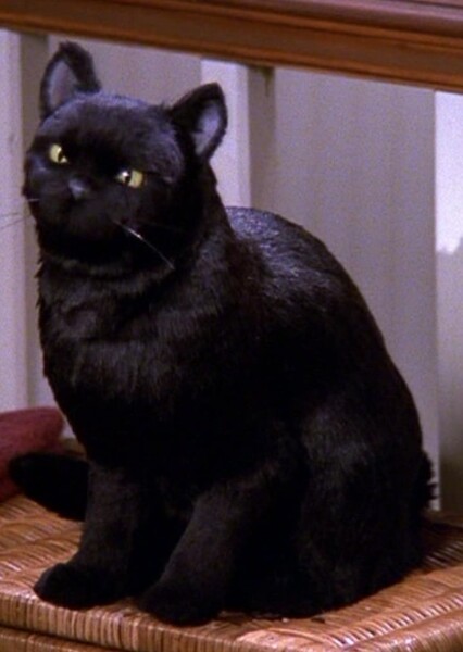 Salem Saberhagen photo
