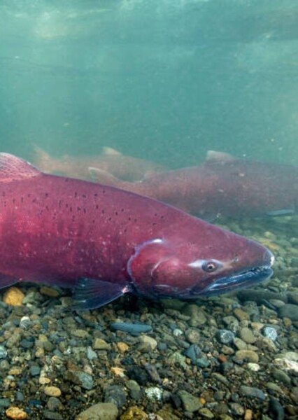 Salmon photo