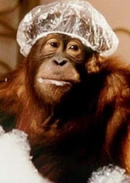 Sam the Orangutan photo