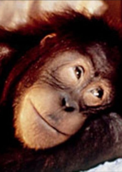 Sam the Orangutan