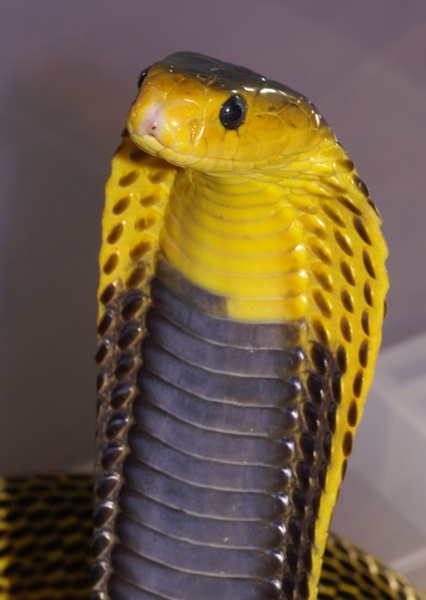 Carambola Cobra