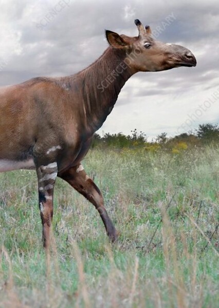 Samotherium