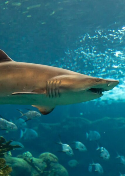 Sand Tiger Shark