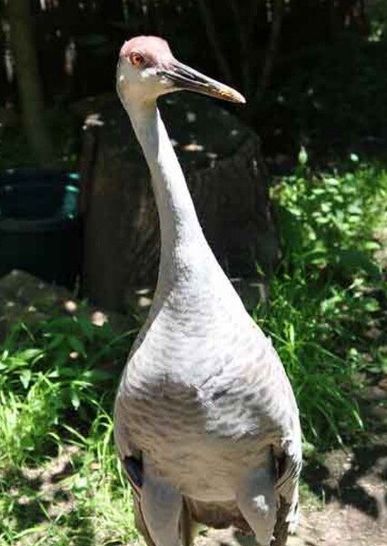 Sandhill Crane