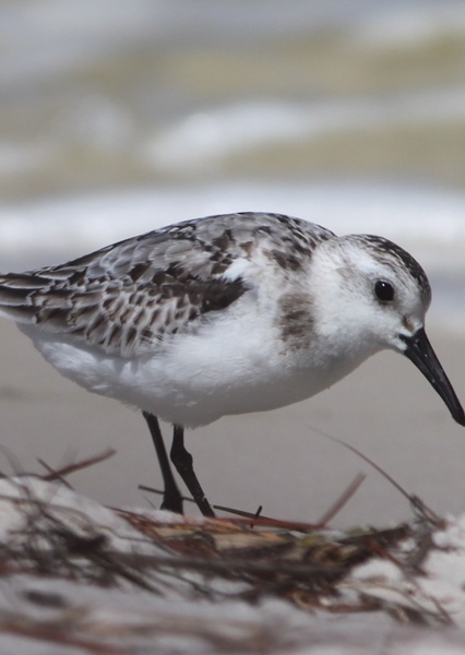 Sandpiper