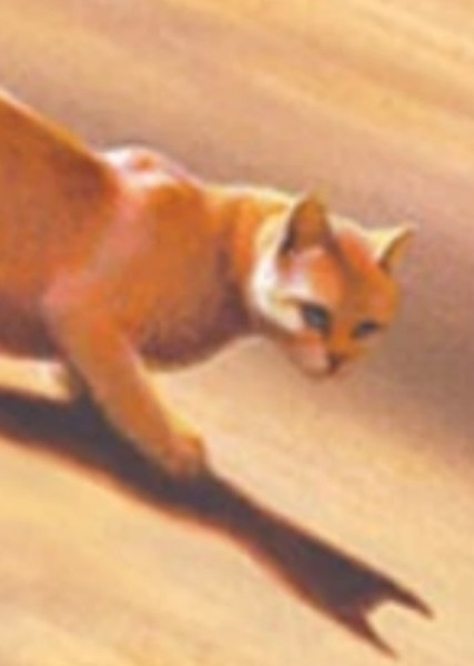 Sandstorm (Warrior Cats) photo