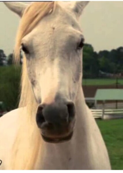 Sandy (Racing Stripes) photo