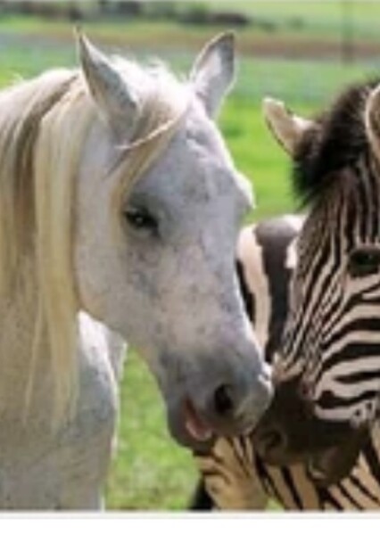 Sandy (Racing Stripes) photo