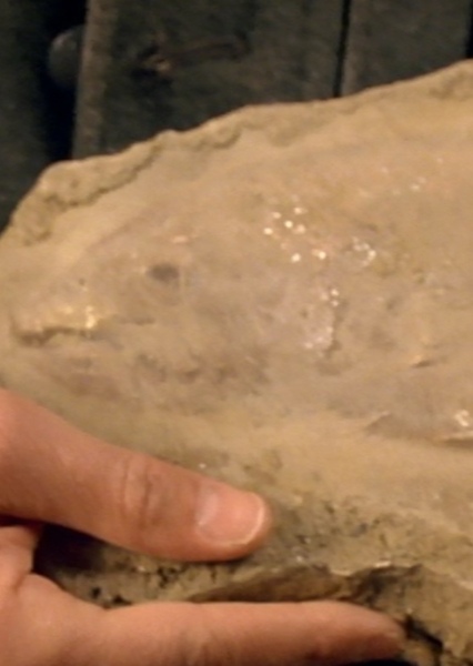 Sarcopterygian