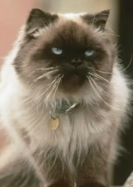 Sassy (Homeward Bound) photo