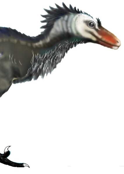 Saurornithoides photo