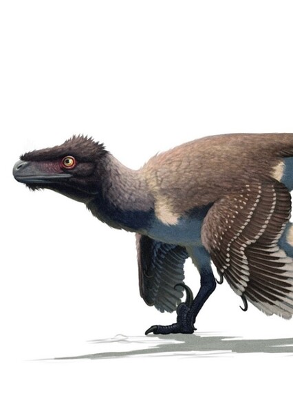 Saurornitholestes photo