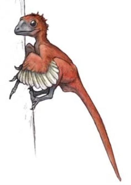 Scansoriopteryx