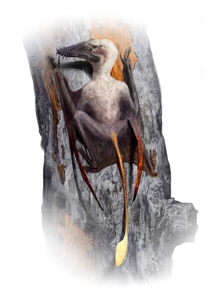 Scaphognathus