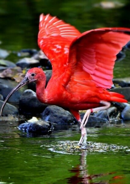Scarlet Ibis
