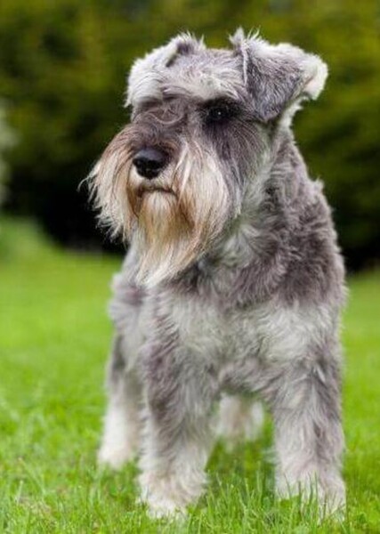 Schnauzer photo