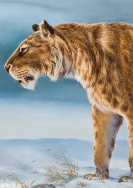 Scimitar-toothed Tiger photo