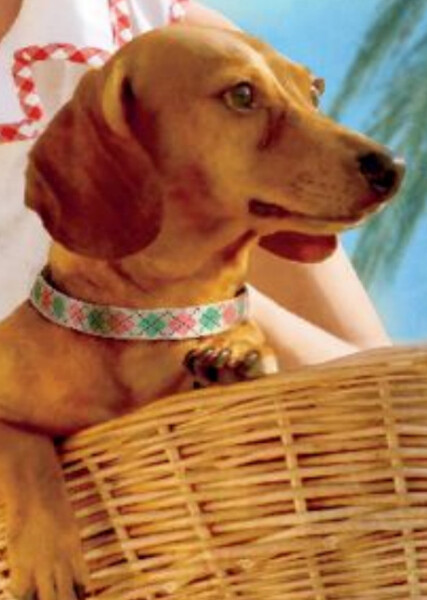 Scooter (American Girl)