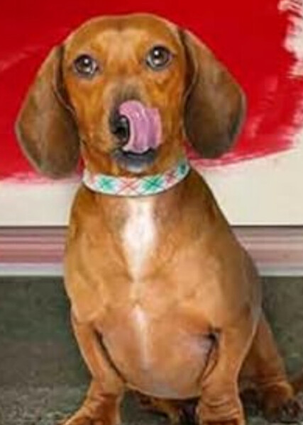 Scooter (American Girl) photo