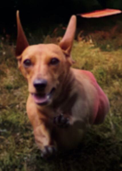 Scooter (American Girl) photo