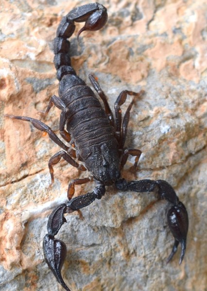 Scorpion