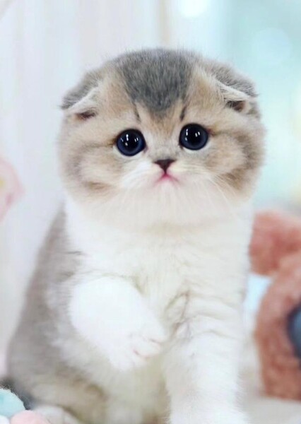 Scottish fold cat