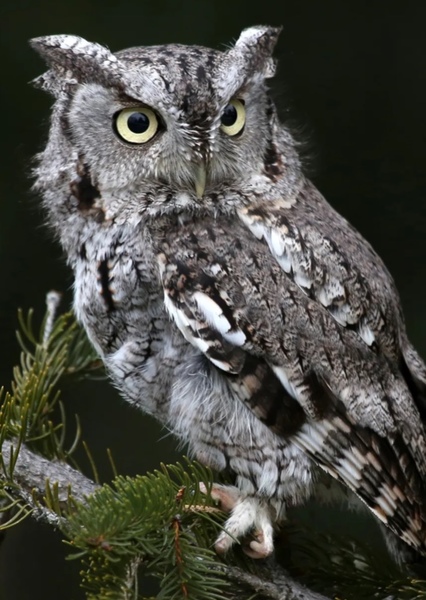 Screech Owl