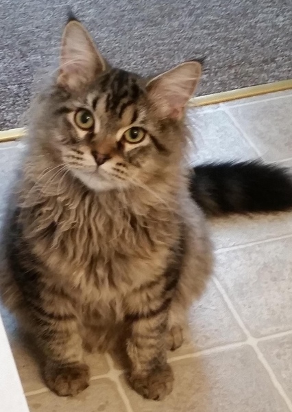 Scruffy Tabby