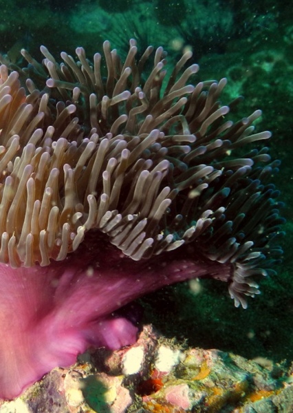 Sea Anemone