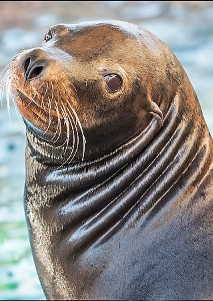 Sea Lion Voice Effect