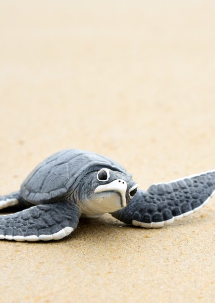 Sea Turtle photo