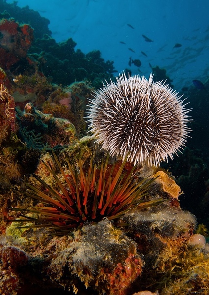 Sea Urchin