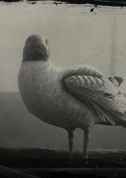 Seagull photo